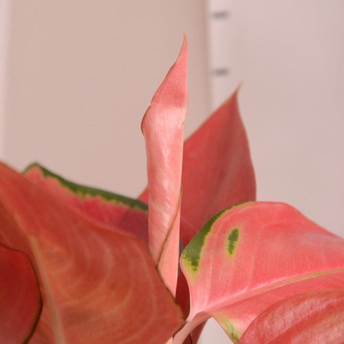 اجلونيما صغيرة