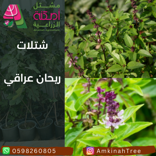 ريحان عراقي