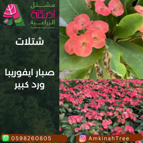 صبار ايفوريبيا ورد كبير