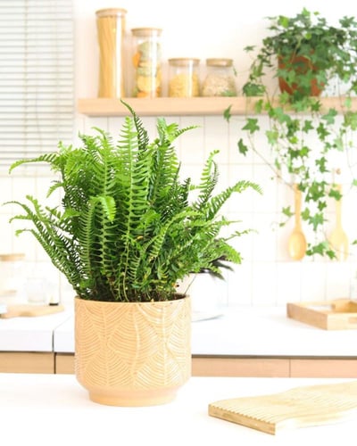 سيفاوي باسق