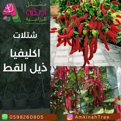 اكليفيا ذيل القط