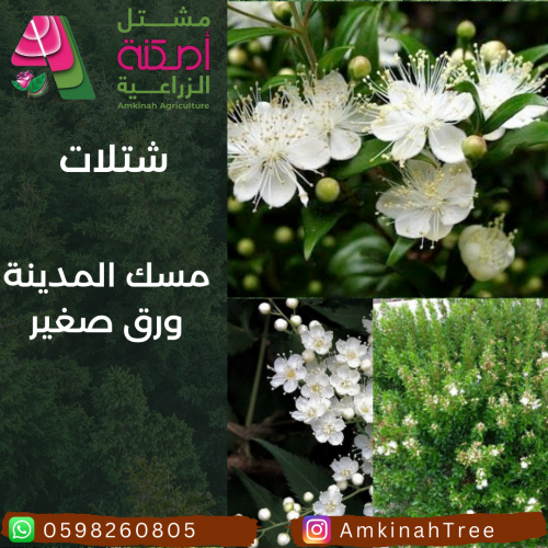 مسك المدينة