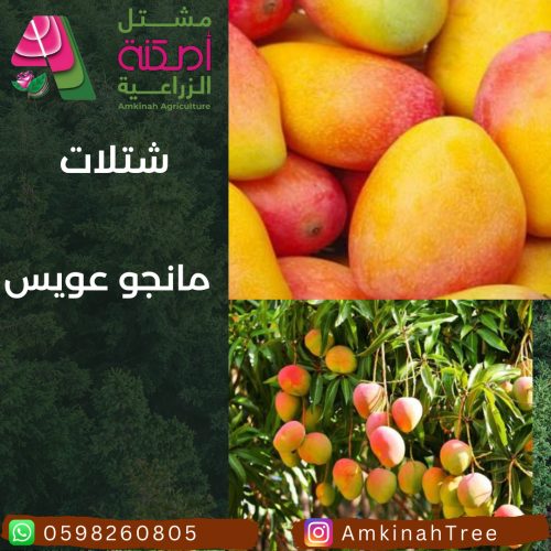 مانجو عويس