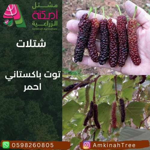 توت باكستاني احمر