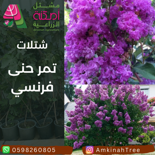 تمر حنى فرنسي