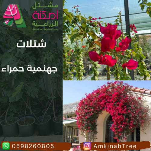 جهنمية وردي غامق صغير