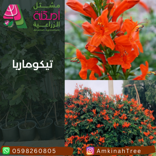 تيكوماريا