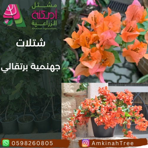 جهنمية برتقالي صغير