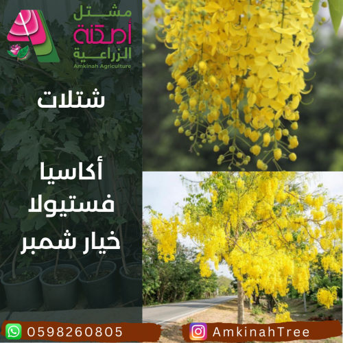 اكاسيا فستيولا(خيار شمبر)
