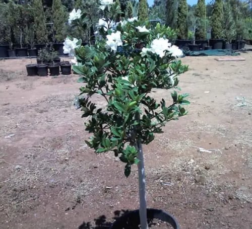 قاردينيا خارجي