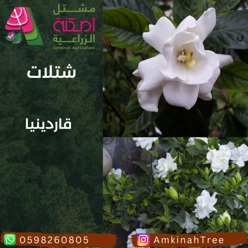 قاردينيا خارجي