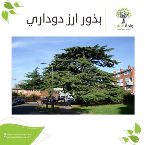 بذور ارز دوداري