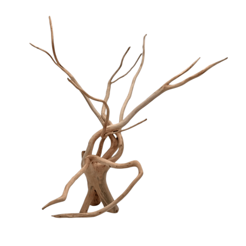 شجرة بونساي صغيرة