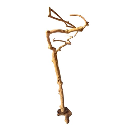 شجرة القهوة