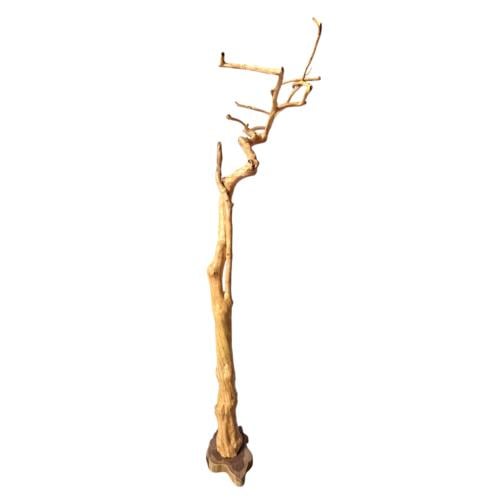 شجرة القهوة