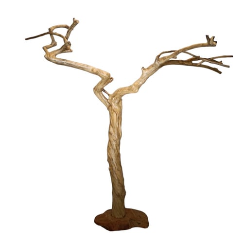 شجرة القهوة