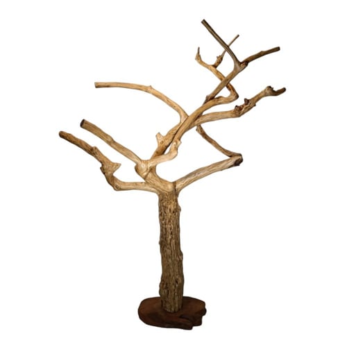 شجرة القهوة