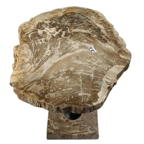 طاولة شجر متحجر