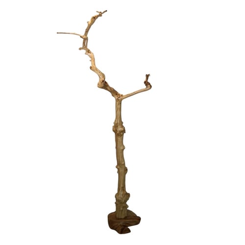 شجرة القهوة