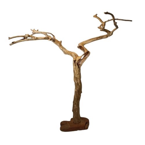 شجرة القهوة