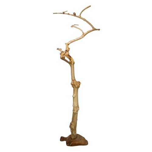 شجرة القهوة