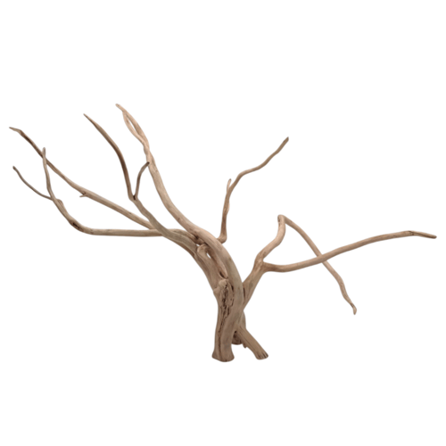 شجرة بونساي صغيرة