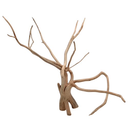 شجرة بونساي صغيرة