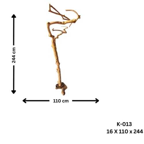 شجرة القهوة