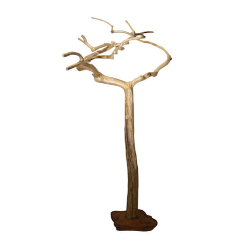 شجرة القهوة