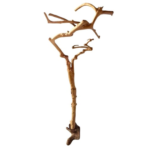 شجرة القهوة