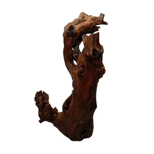 شجرة جذع الزمن