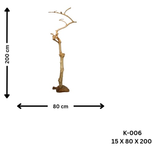 شجرة القهوة