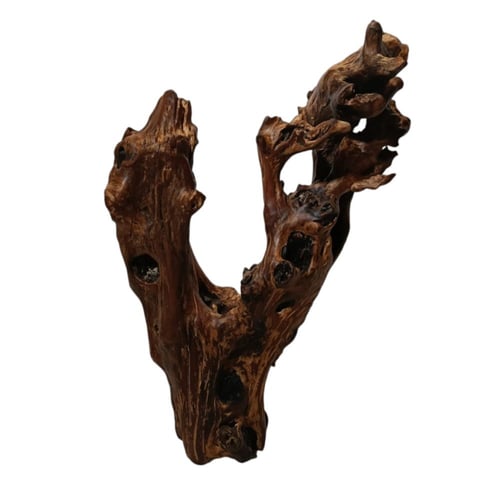 شجرة جذع الزمن