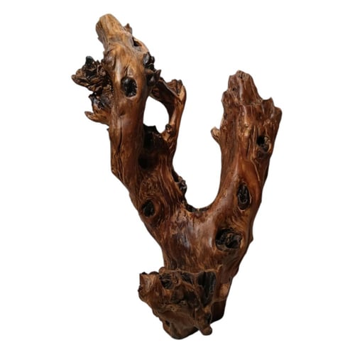 شجرة جذع الزمن