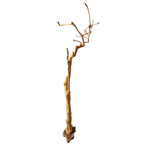 شجرة القهوة