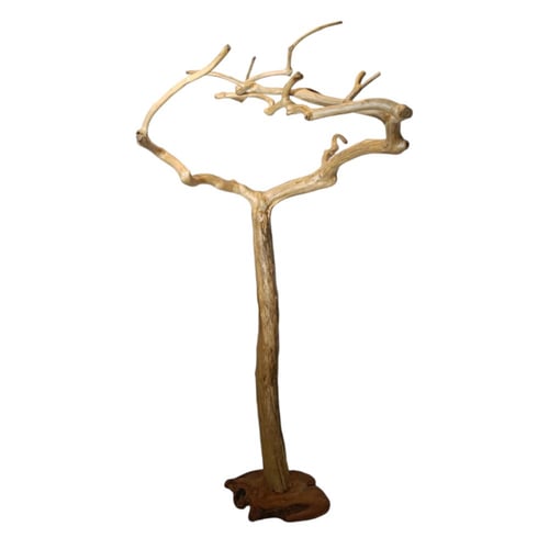 شجرة القهوة