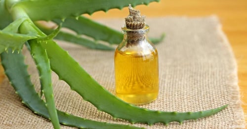 زيت الصبار