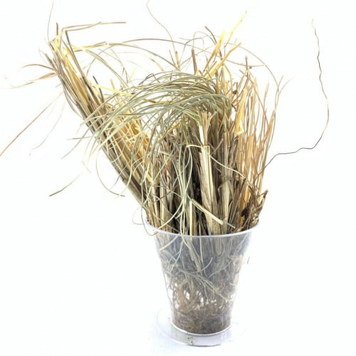 عشبة الاذخر او حلف