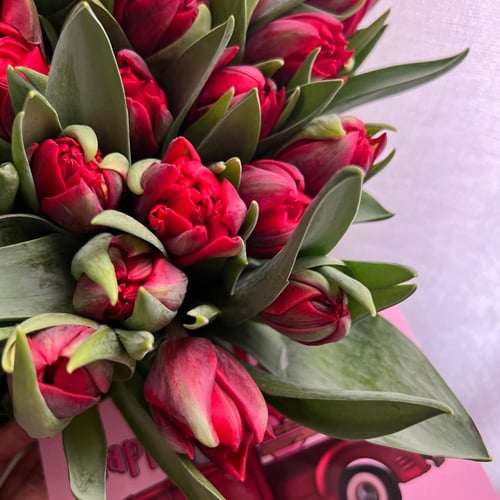 باقة (توليب احمر)