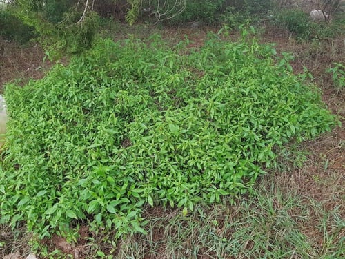 مجرى ( ندغ ) 10 بذرات تقريبا Hypoestes forsskaolii