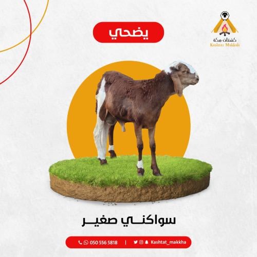 سواكني صغير