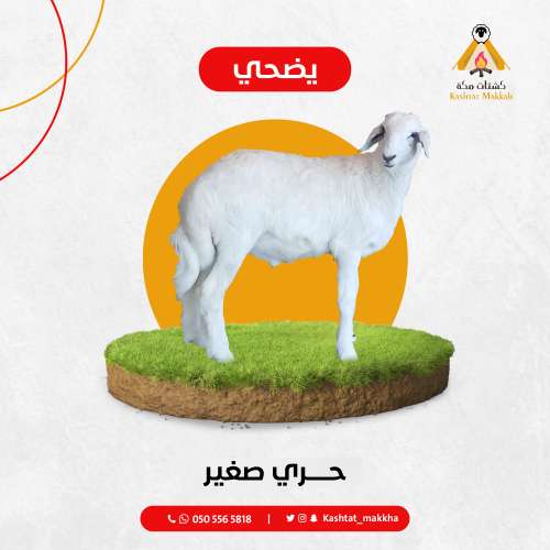حري صغير
