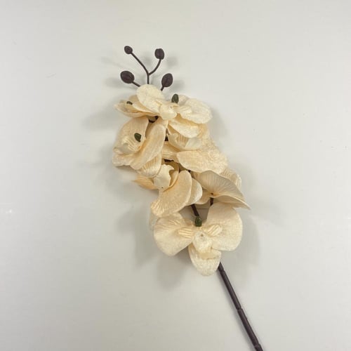 بيبي أوركيد قطيفة