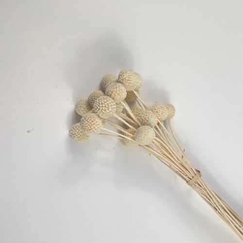 اغصان مجففة ملونة أنيقة