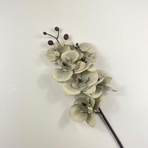 بيبي أوركيد قطيفة