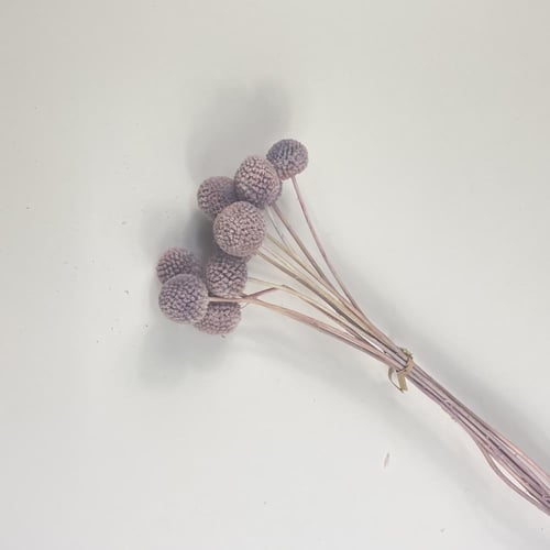 اغصان مجففة ملونة أنيقة