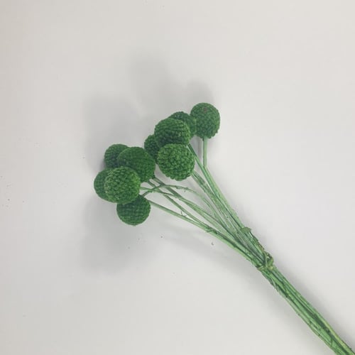 اغصان مجففة ملونة أنيقة