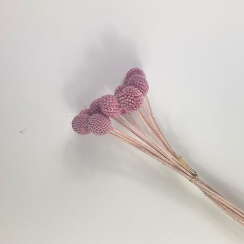 اغصان مجففة ملونة أنيقة