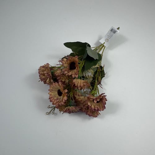 ورد بيبي جربيرا