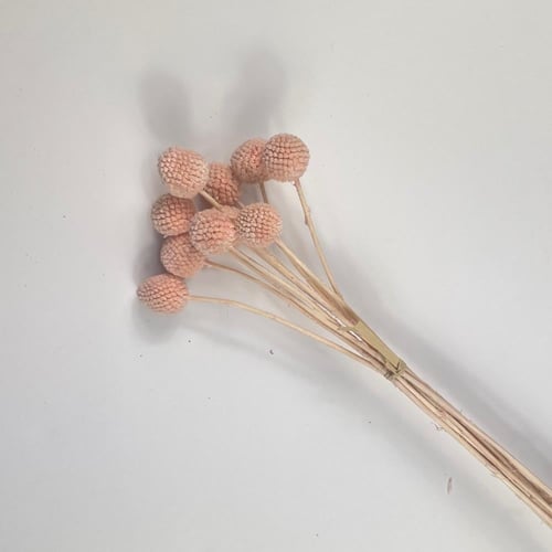 اغصان مجففة ملونة أنيقة